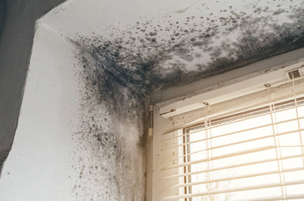 Affordable Basement Mold Removal solutions in Eatontown, NJ